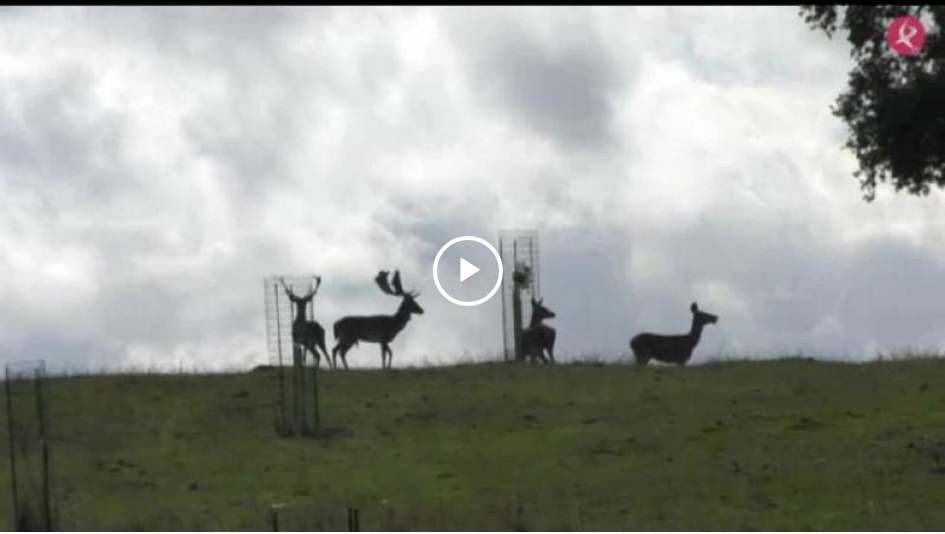MONTEANDO LOS VENADOS DE CAMPO ARAÑUELO - V CAMPEONATO DE EXTREMADURA DE ALTANERÍA (10/02/19)
