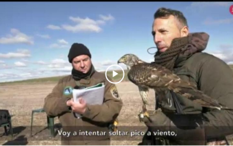 EXTREMEÑOS TRAS LOS SARRIOS PIRENAICOS - V CAMPEONATO DE EXTREMADURA DE BAJO VUELO (17/02/19)