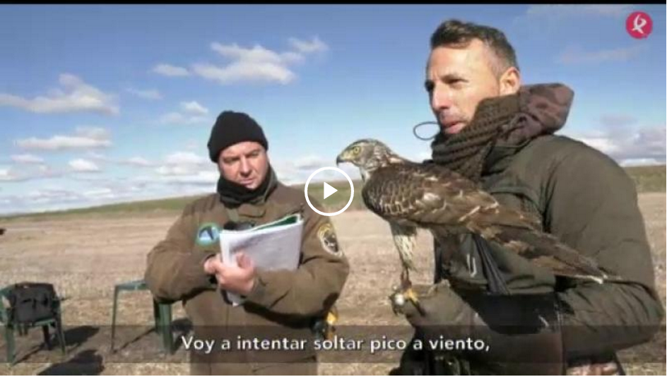 EXTREMEÑOS TRAS LOS SARRIOS PIRENAICOS - V CAMPEONATO DE EXTREMADURA DE BAJO VUELO (17/02/19)