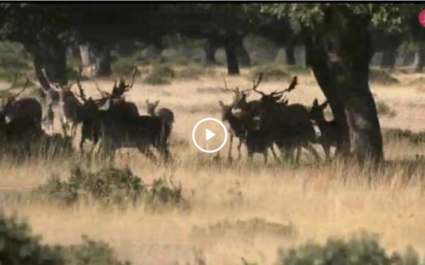 JÓVENES CAZADORAS TRAS EL MUFLÓN - PORTUGUESES EN OJEO DE PERDIZ (03/03/19)