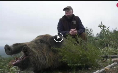 CAZA POR CONTROL POBLACIONAL - PERDIGÓN EN PUESTO DE TARDE (17/03/19)