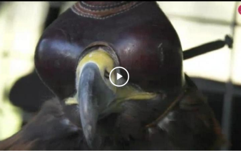 ÁGUILA REAL CAZANDO MUFLONES - ENCUESTADO CAZANDO PERDICES (24/03/19)