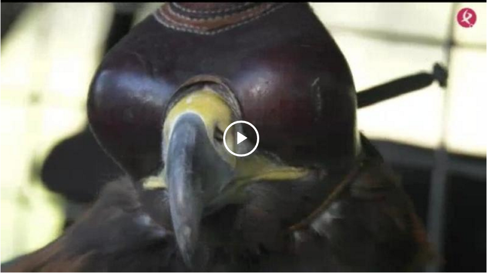 ÁGUILA REAL CAZANDO MUFLONES - ENCUESTADO CAZANDO PERDICES (24/03/19)