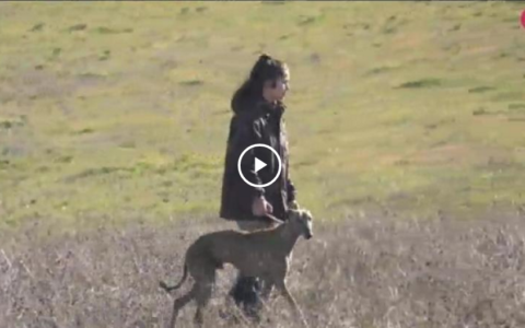 CORZOS A LAS ORILLAS DEL JILOCA - GALGOS TRAS LAS LIEBRES (02/06/19)