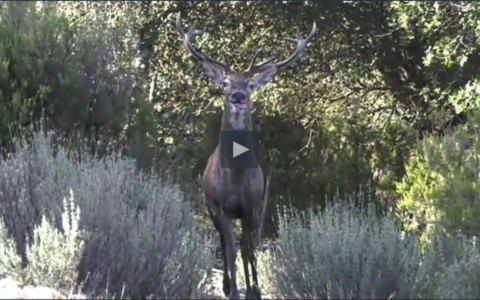 MONTEANDO LAS RESES DE MAJADAVIEJA - CONTROL DE DEPREDADORES JUNTO AL LEGIONARIO (14/12/20)