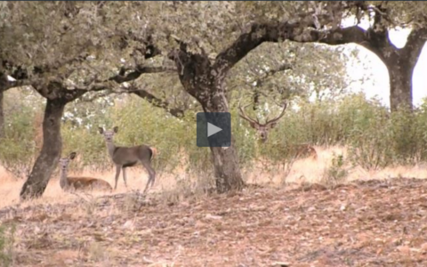 MUFLONES A RECECHO POR  PREMIO - SENTIMIENTOS DE PADRES E HIJOS EN LA CAZA MENOR (08/02/21)