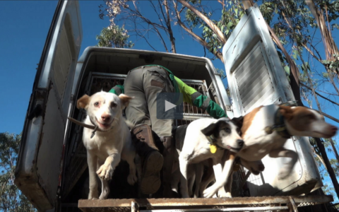 MONTERÍA ENTRE LOS EUCALIPTOS DE LA RIBERA - ZORROS EN LAS BOCAS DEL JUMADIEL  (15/02/21)